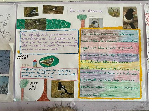 Exposition "les oiseaux dans notre environnement"