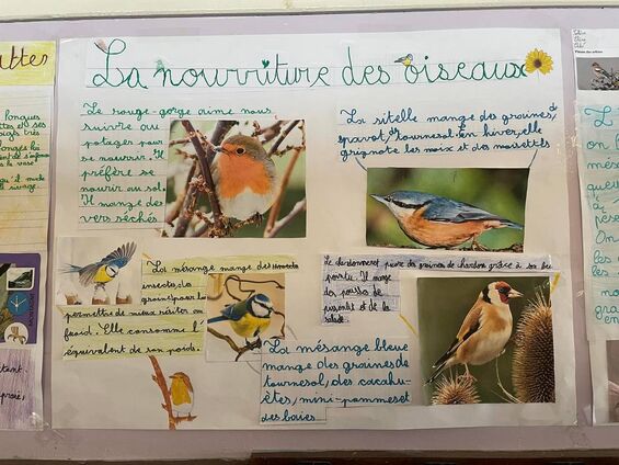 Exposition "les oiseaux dans notre environnement"