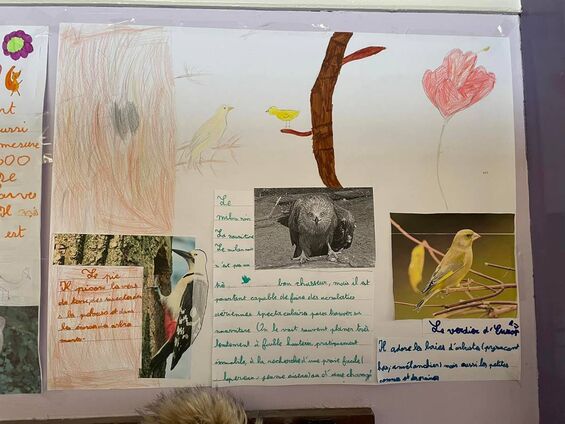 Exposition "les oiseaux dans notre environnement"