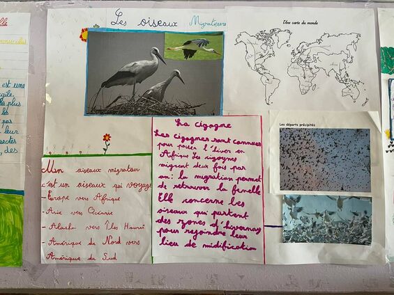 Exposition "les oiseaux dans notre environnement"