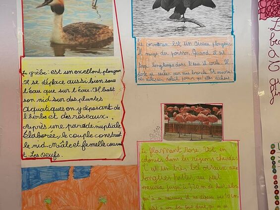 Exposition "les oiseaux dans notre environnement"