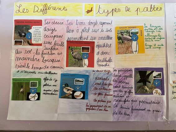Exposition "les oiseaux dans notre environnement"